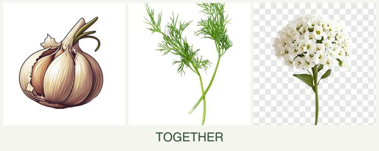 Can you plant garlic, dill and alyssum together?