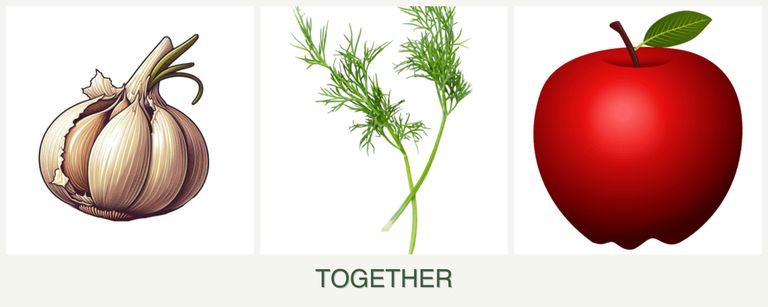 Can you plant garlic, dill and apples together?