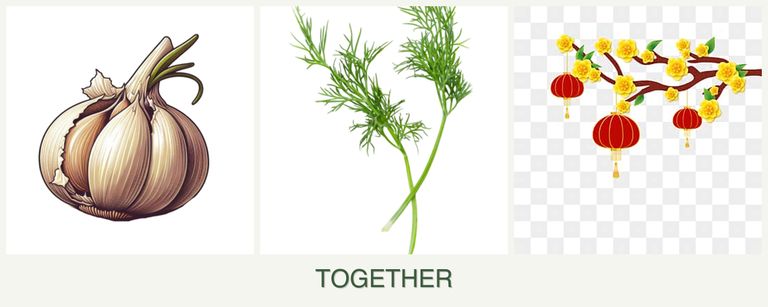 Can you plant garlic, dill and apricots together?