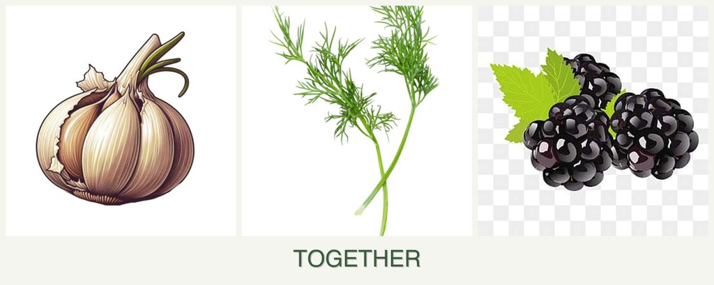 Can you plant garlic, dill and blackberries together?