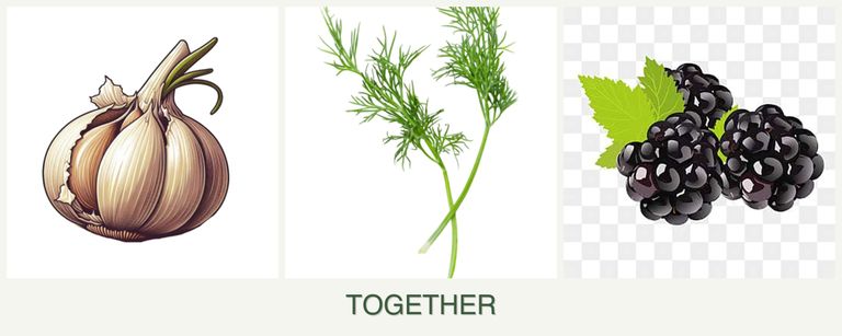 Can you plant garlic, dill and blackberries together?