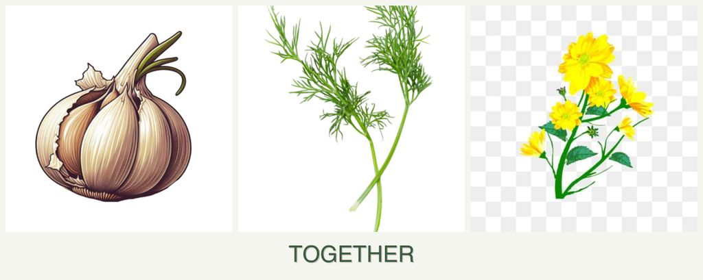 Can you plant garlic, dill and calendula together?