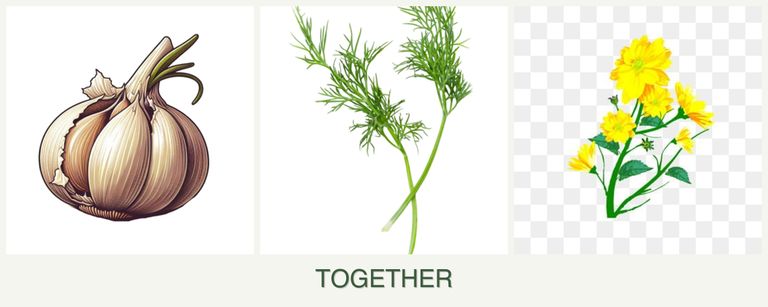 Can you plant garlic, dill and calendula together?
