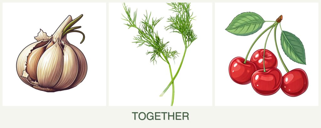 Can you plant garlic, dill and cherries together?