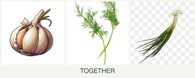Can you plant garlic, dill and chives together?