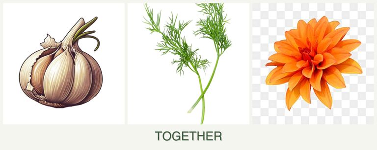 Can you plant garlic, dill and dahlias together?