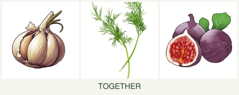 Can you plant garlic, dill and figs together?