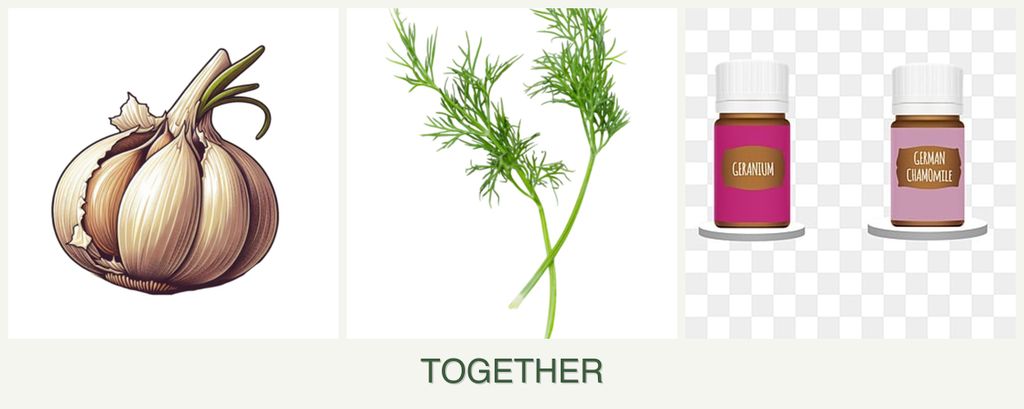 Can you plant garlic, dill and geraniums together?