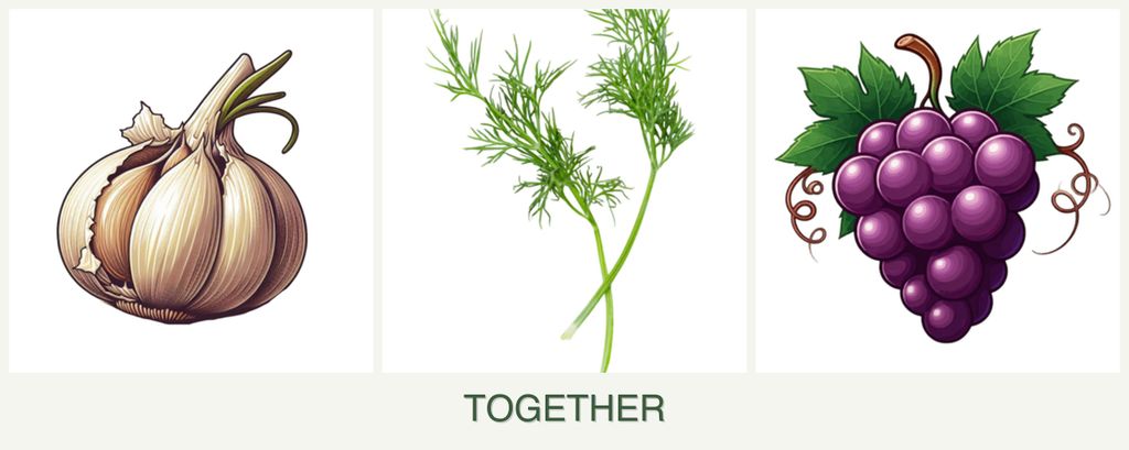 Can you plant garlic, dill and grapes together?