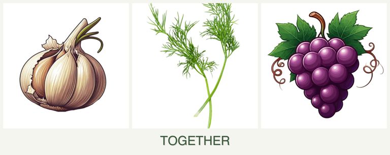 Can you plant garlic, dill and grapes together?