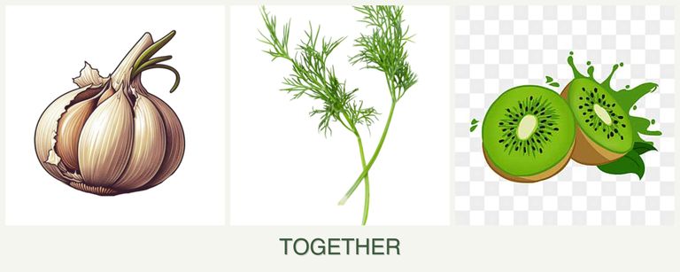 Can you plant garlic, dill and kiwi together?