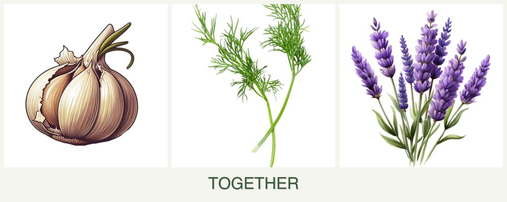 Can you plant garlic, dill and lavender together?