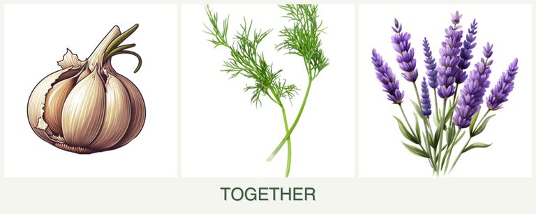 Can you plant garlic, dill and lavender together?