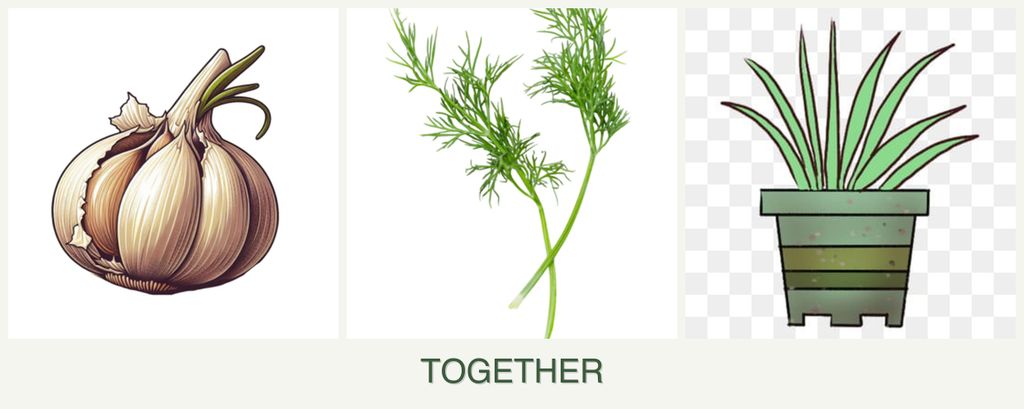 Can you plant garlic, dill and lemongrass together?