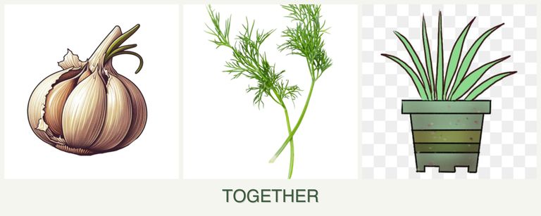 Can you plant garlic, dill and lemongrass together?