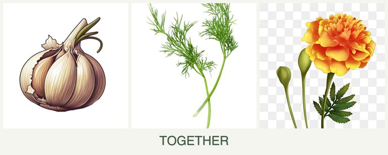 Can you plant garlic, dill and marigolds together?