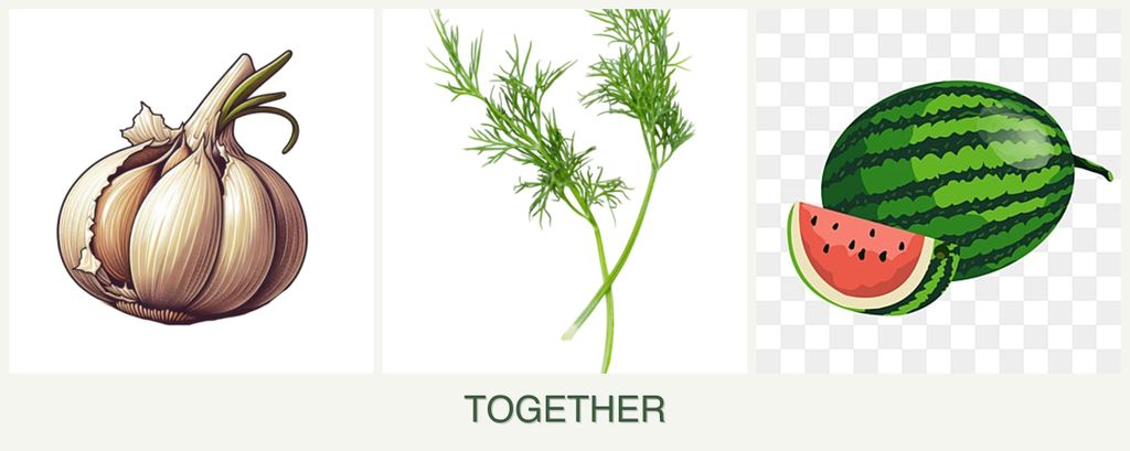Can you plant garlic, dill and melons together?