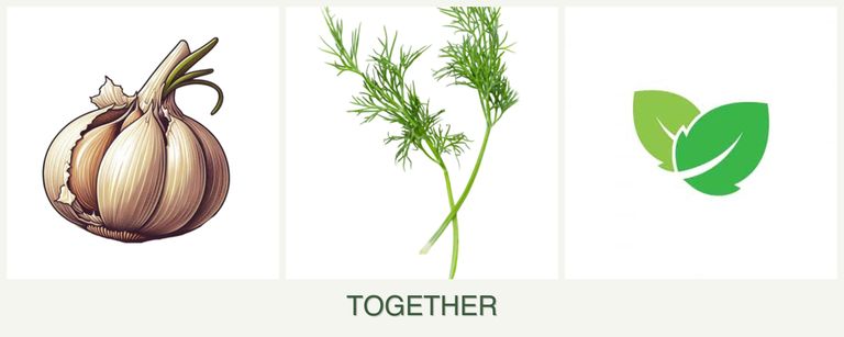 Can you plant garlic, dill and mint together?