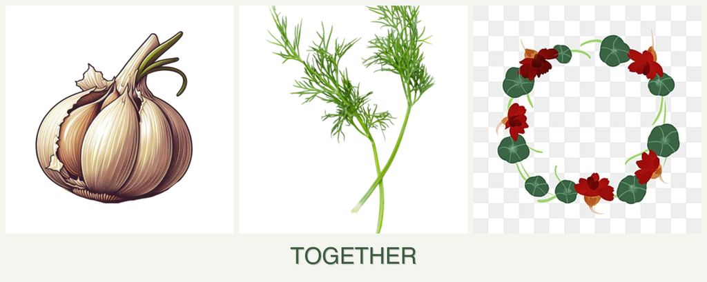 Can you plant garlic, dill and nasturtiums together?