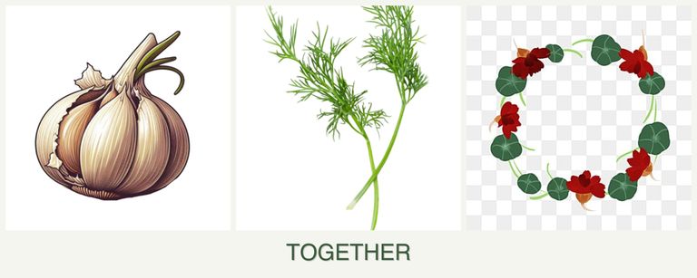 Can you plant garlic, dill and nasturtiums together?