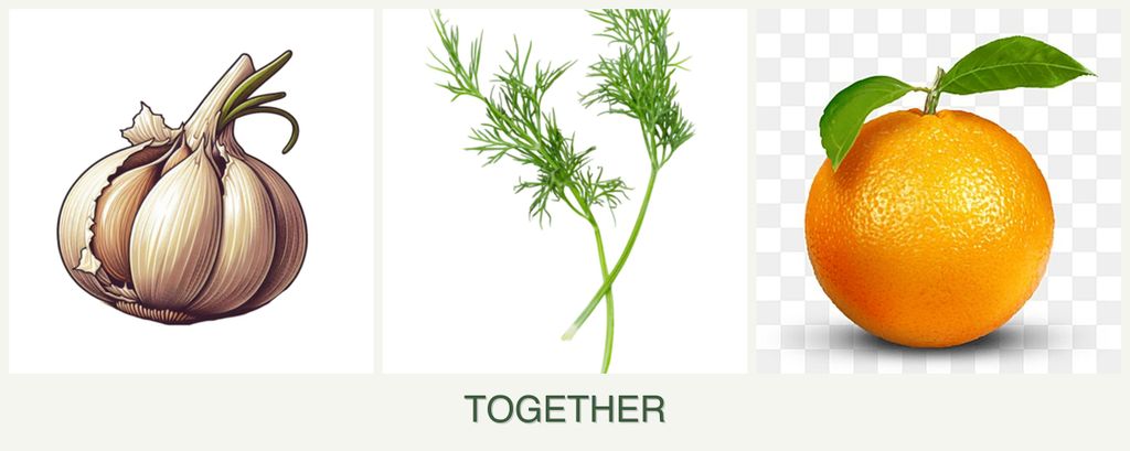 Can you plant garlic, dill and oranges together?