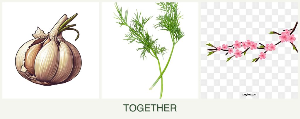 Can you plant garlic, dill and peaches together?