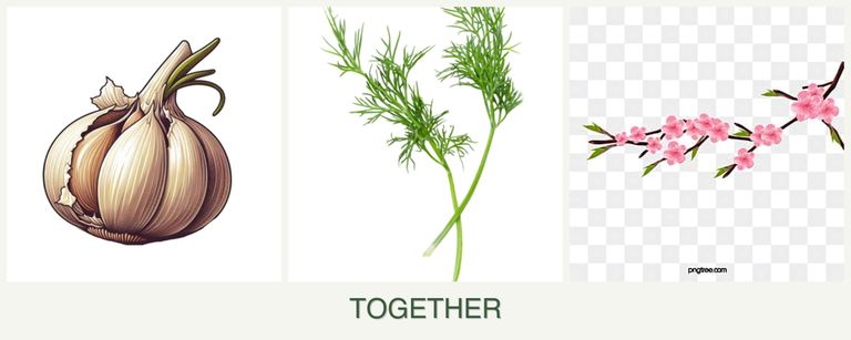 Can you plant garlic, dill and peaches together?