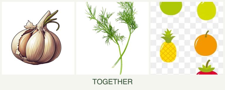 Can you plant garlic, dill and pears together?