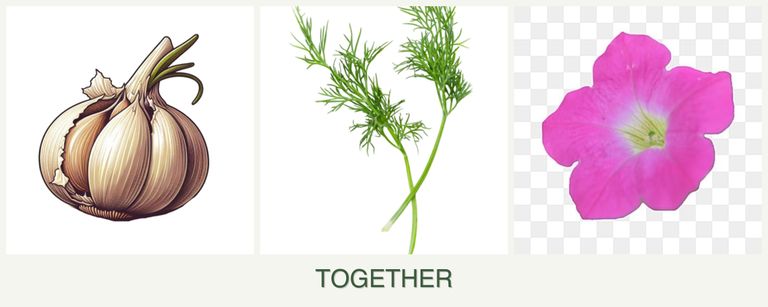 Can you plant garlic, dill and petunias together?