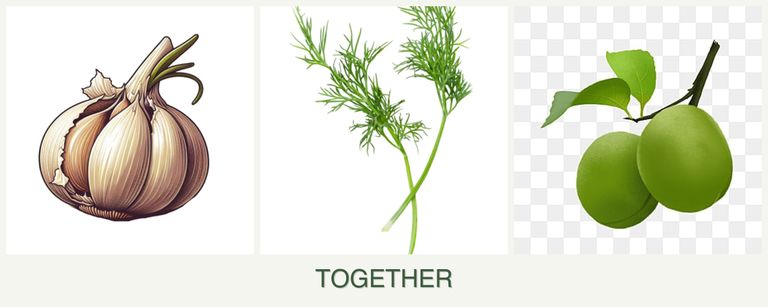 Can you plant garlic, dill and plums together?