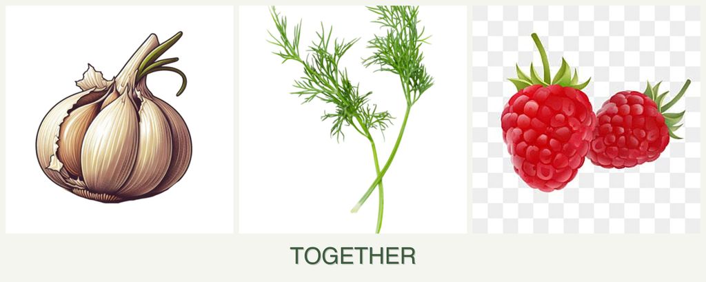 Can you plant garlic, dill and raspberries together?