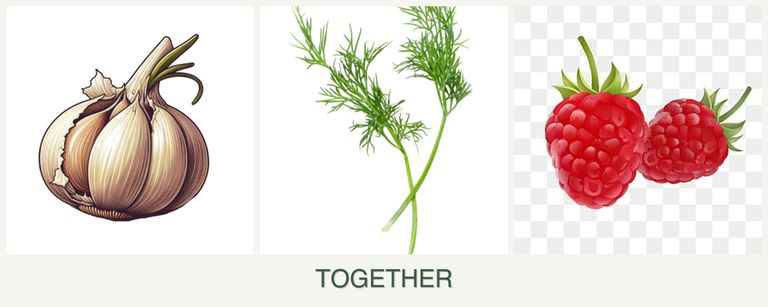 Can you plant garlic, dill and raspberries together?