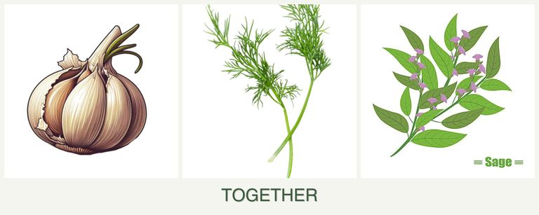 Can you plant garlic, dill and sage together?