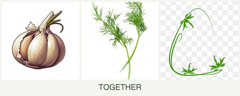 Can you plant garlic, dill and tarragon together?