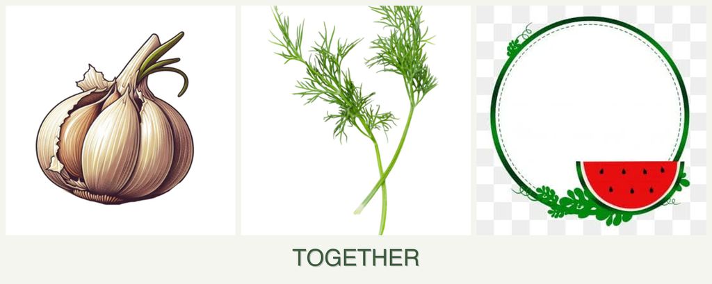 Can you plant garlic, dill and watermelons together?