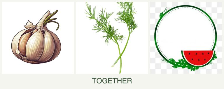 Can you plant garlic, dill and watermelons together?