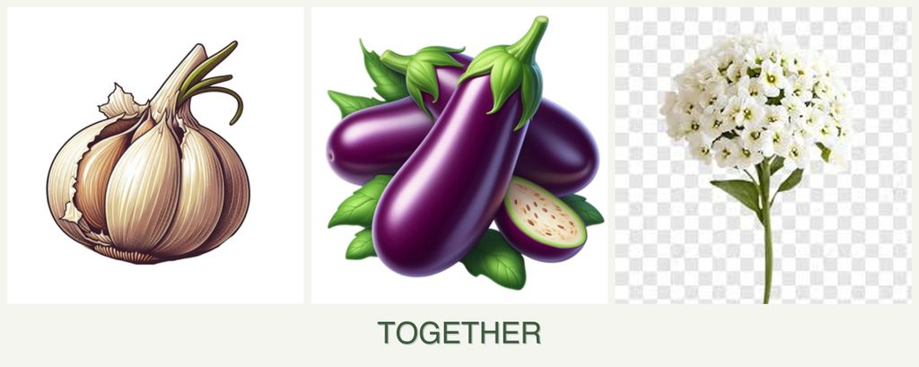 Can you plant garlic, eggplant and alyssum together?
