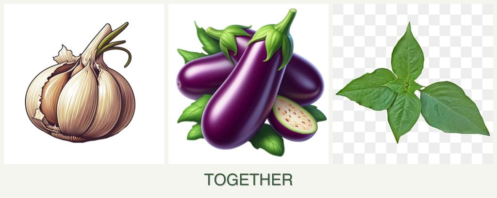 Can you plant garlic, eggplant and basil together?