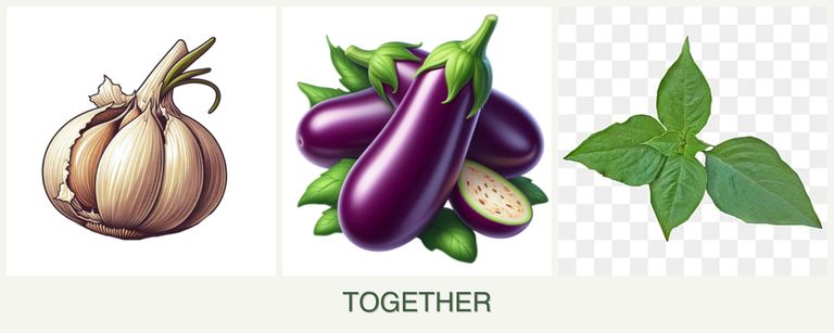 Can you plant garlic, eggplant and basil together?