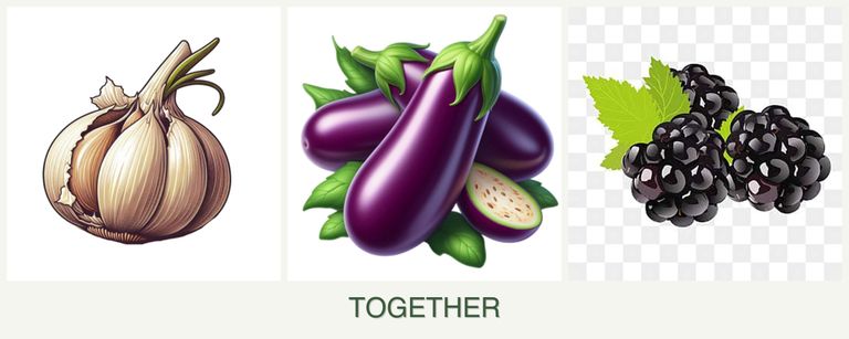 Can you plant garlic, eggplant and blackberries together?