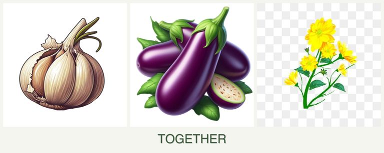 Can you plant garlic, eggplant and calendula together?
