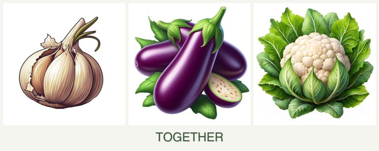 Can you plant garlic, eggplant and cauliflower together?