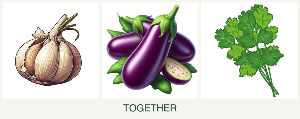 Can you plant garlic, eggplant and cilantro together?