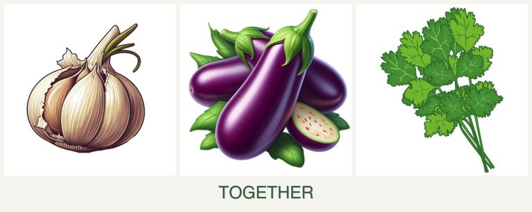 Can you plant garlic, eggplant and cilantro together?