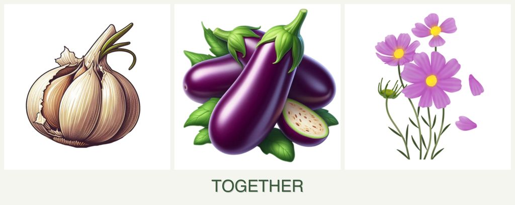 Can you plant garlic, eggplant and cosmos together?
