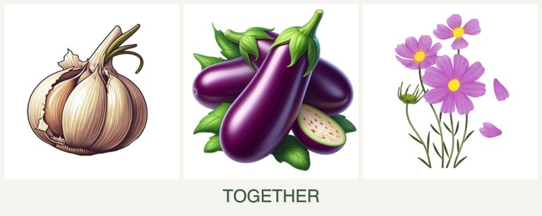 Can you plant garlic, eggplant and cosmos together?