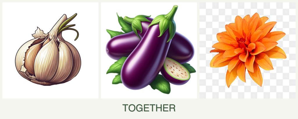 Can you plant garlic, eggplant and dahlias together?