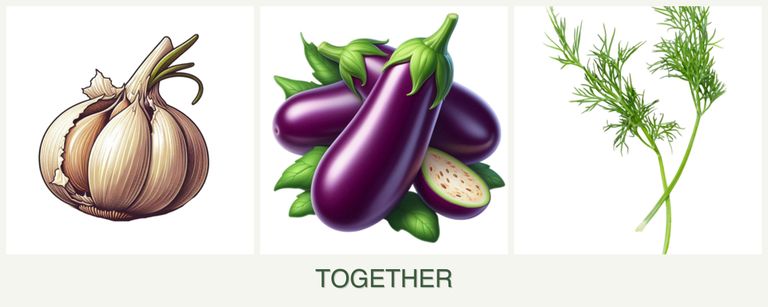 Can you plant garlic, eggplant and dill together?
