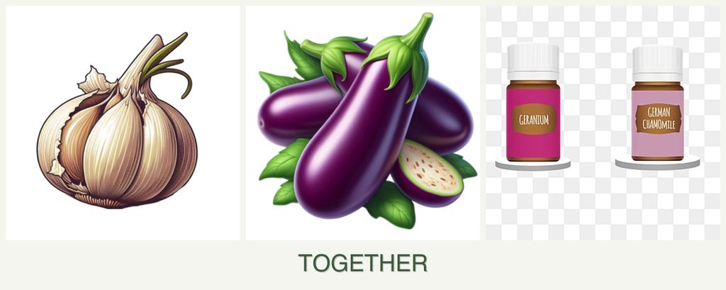 Can you plant garlic, eggplant and geraniums together?
