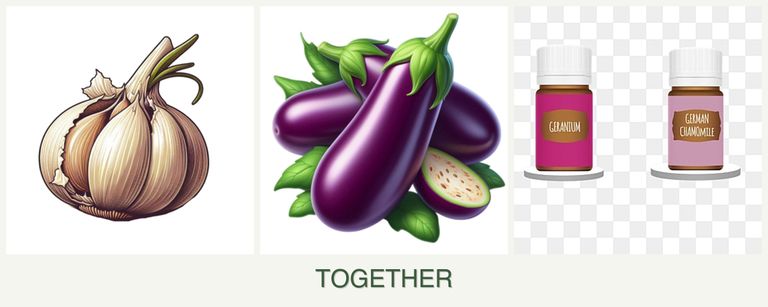 Can you plant garlic, eggplant and geraniums together?